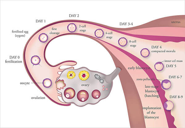 Fertility Factors Jacksonville Center For Reproductive Medicine